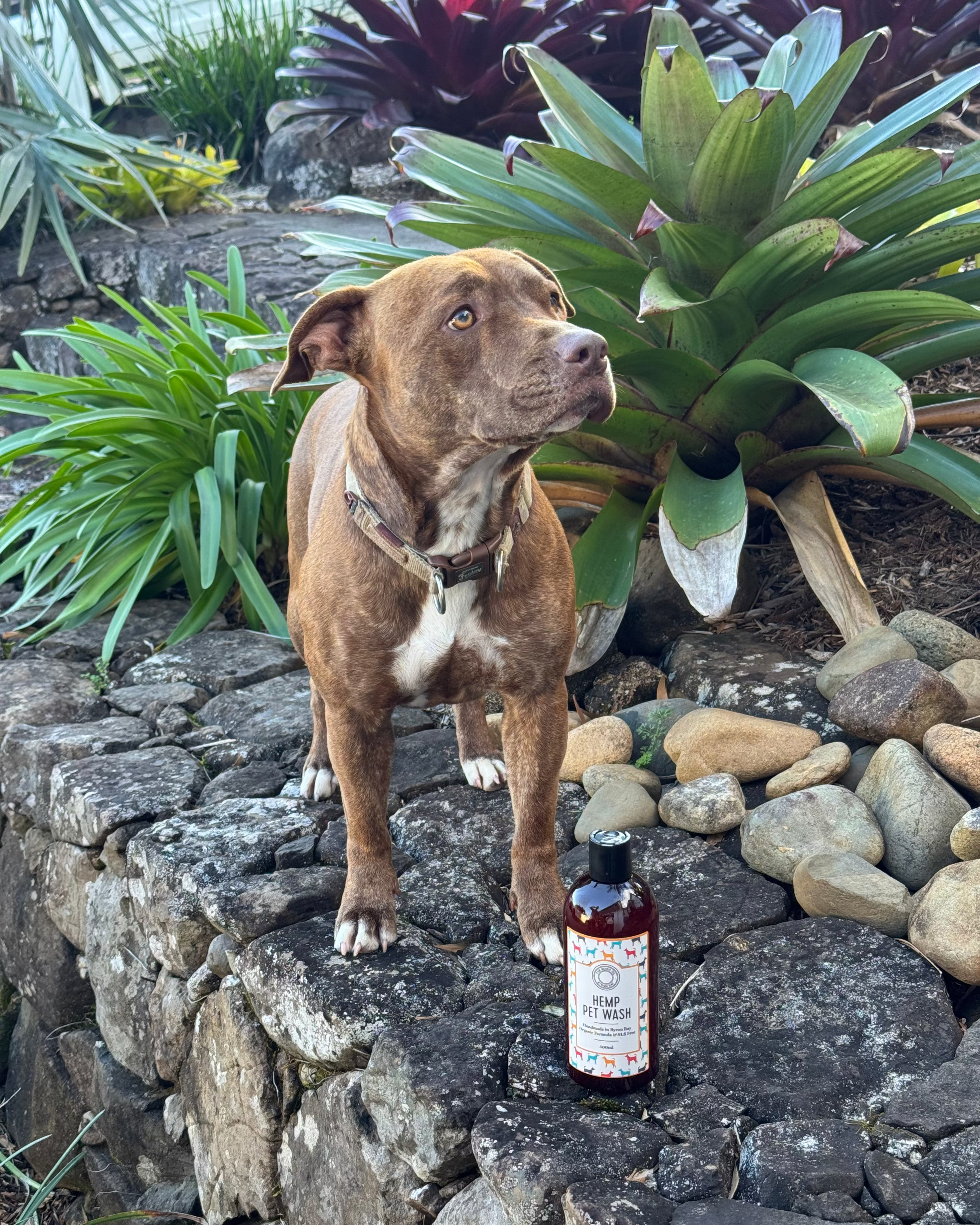 Hemp Pet Wash